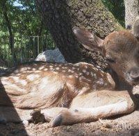 Новородено еленче се превърна в атракцията на хасковския зоопарк