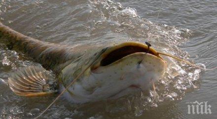 гигантски улов рибар хвана огромен сом роден язовир