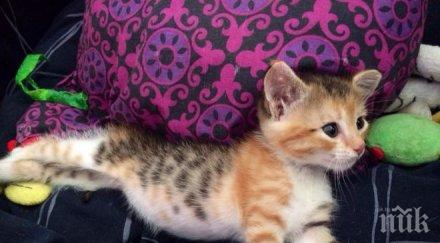 потресаващо зверство мъж уби коте пловдив блъска главата стълби снимки