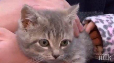 прокуратурата погна пловдивчанин убийството коте наказание грози