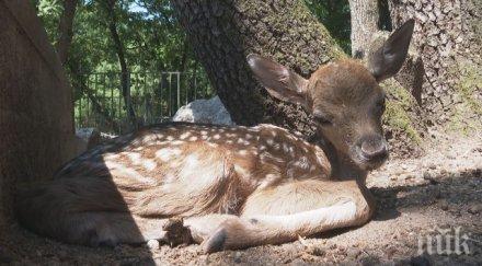новородено еленче превърна атракцията хасковския зоопарк