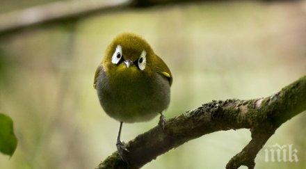 свалят употребата пестициди къщички птици