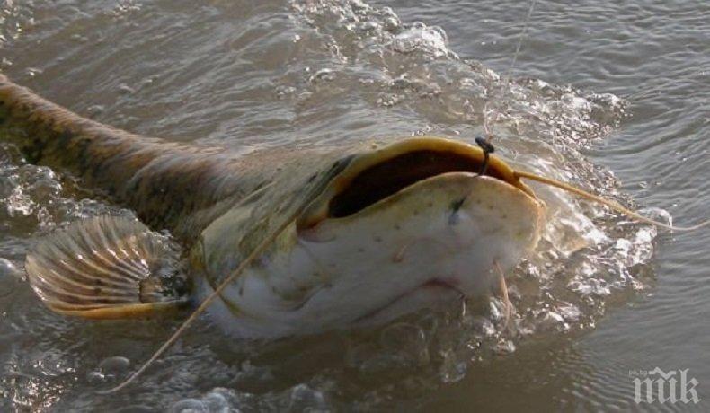 ГИГАНТСКИ УЛОВ: Рибар хвана огромен сом в роден язовир