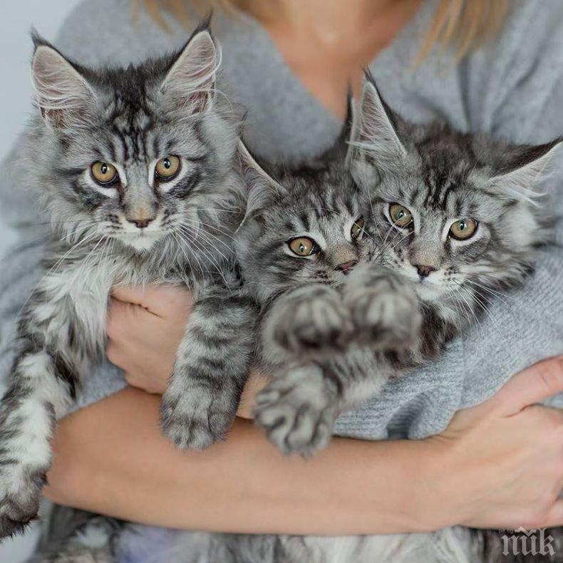 Показват над 100 редки котки на изложба във Варна