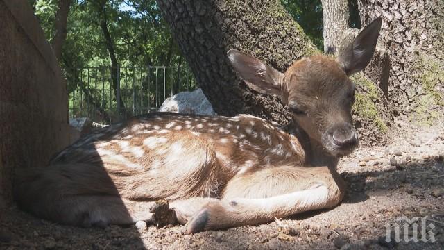 Новородено еленче се превърна в атракцията на хасковския зоопарк