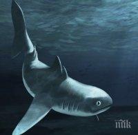 Акулите изчезват от определени райони на океана