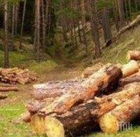 Немаркирана сеч на близо 140 дървета са установили полицаи от Стражица и Елена