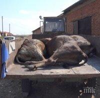 28 крави умряха след водопой в Марица до Димитровград