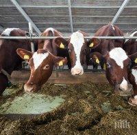 Отровените крави са регистрирани, собственикът ще получи обезщетение
