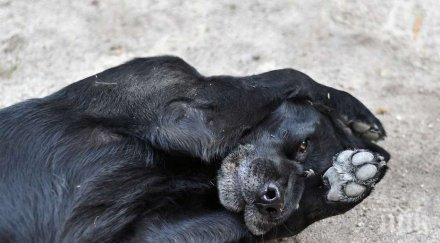 зверство изхвърлиха куче найлонов плик етаж блок зaхaрнa фaбрикa