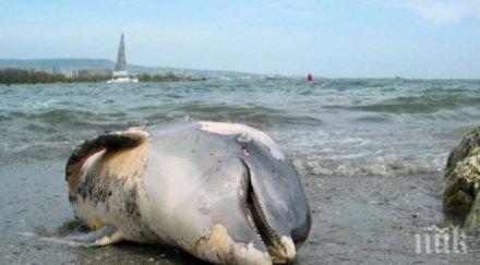 летуващи откриха мъртъв делфин шкорпиловци