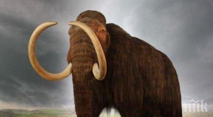 находка откриха скелет мамут сибир