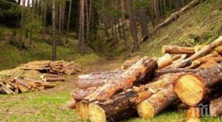 немаркирана сеч близо 140 дървета установили полицаи стражица елена