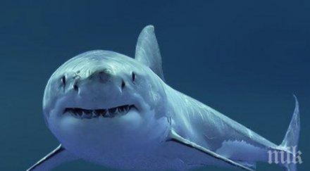 жена загина нападение акула сащ