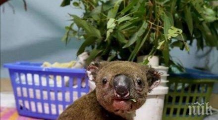 огнен ново проучване сочи милиарда животни пострадали пожарите австралия