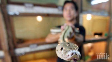 община варна нае ловец змии