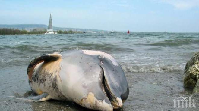 Летуващи откриха мъртъв делфин край Шкорпиловци
