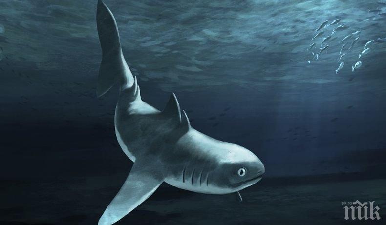 Акулите изчезват от определени райони на океана