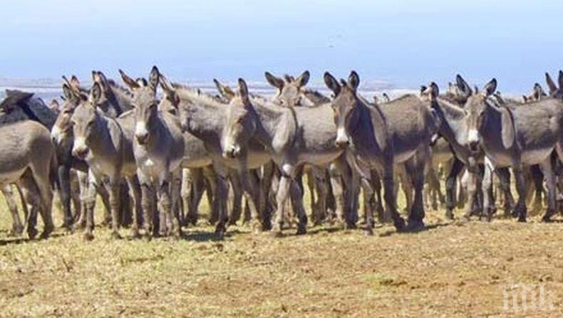 Кенийски самолет кацна аварийно заради...