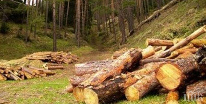 Немаркирана сеч на близо 140 дървета са установили полицаи от Стражица и Елена