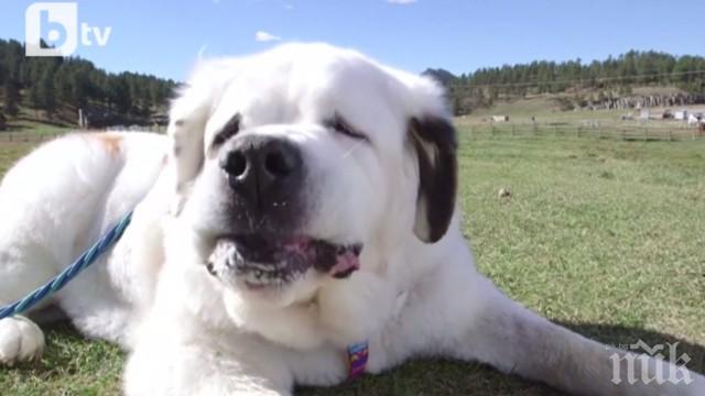 Санбернар колабира в планина в Англия, спасителната акция продължи часове