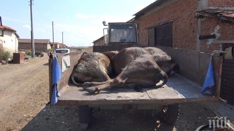 28 крави умряха след водопой в Марица до Димитровград