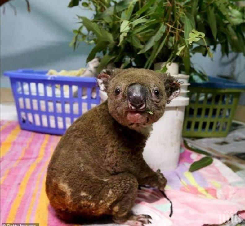 ОГНЕН АД! Ново проучване сочи: 3 милиарда животни са пострадали при пожарите в Австралия