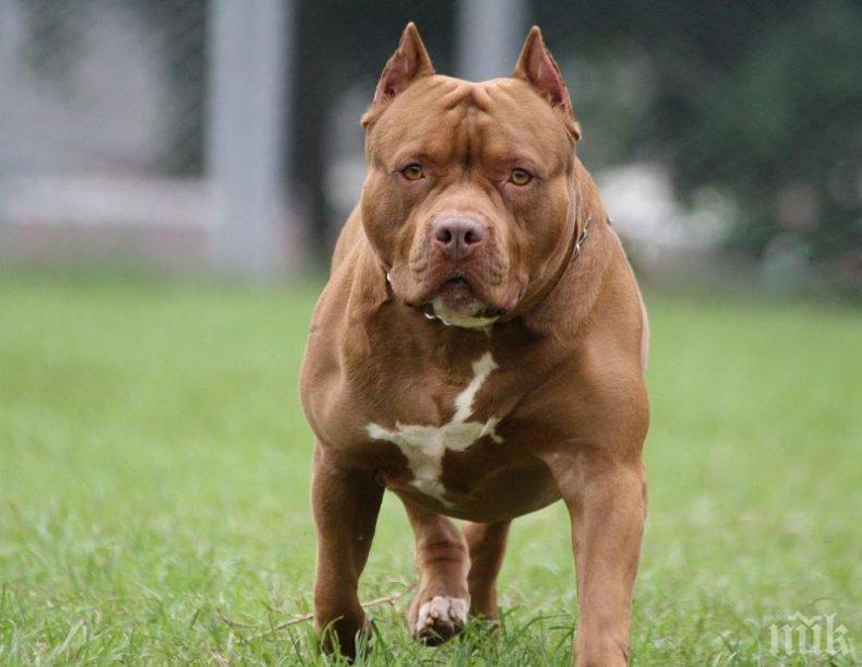 Питбул уби друго куче пред погледите на деца и родители