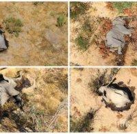 МАСОВА ГИБЕЛ: Токсини избили слоновете в Ботсвана