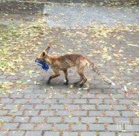 Крадлива лисица подлуди цял квартал в Берлин