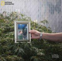 Почина първото куче, заразано с коронавирус