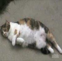 ПОТРЕСАВАЩО ЗВЕРСТВО: Рецидивист трови котки наред, животните умират в страшни мъки