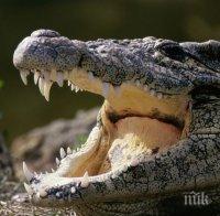 Младеж  влезе да се изкъпе в  река, стана жертва на крокодил