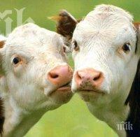 ДФЗ обезщетява стопанина на отровените крави край Димитроврад – ето каква сума ще получи