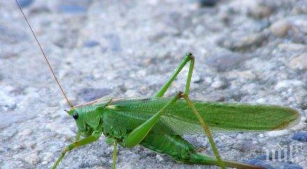 шаш родна фирма отглежда щурци ядене