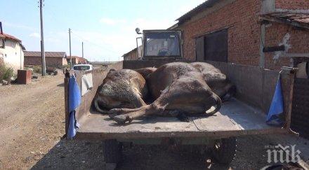 отровило убило кравите пили вода река марица