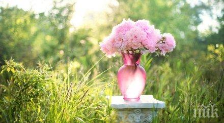 звездите говорят силите бликат фонтан никакъв случай подстригвайте