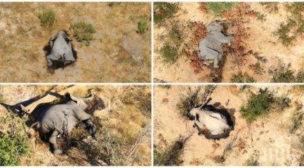 масова гибел токсини избили слоновете ботсвана