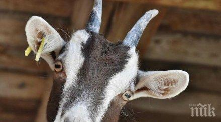 куриоз арестуваха коза разходка без маска снимка