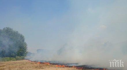 еколози сигнализираха пожар близост дюните оряхово снимки