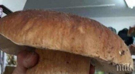 намериха огромна гъба смолян