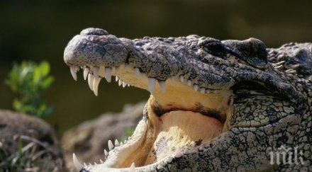 младеж влезе изкъпе река стана жертва крокодил