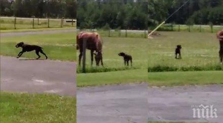 грижовно куче носи моркови закуска кон видео