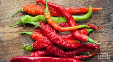 китайската люта чушка смеете пробвате