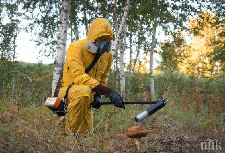 НЕВЕРОЯТНО! Гъби от Чернобил абсорбират радиацията и я превръщат в енергия
