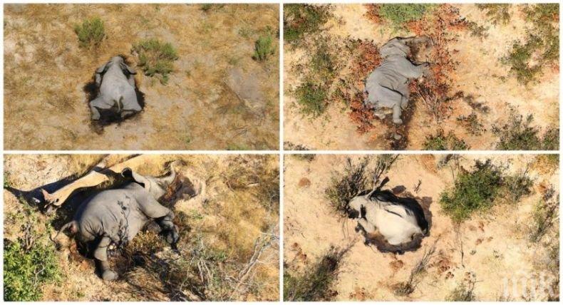 МАСОВА ГИБЕЛ: Токсини избили слоновете в Ботсвана