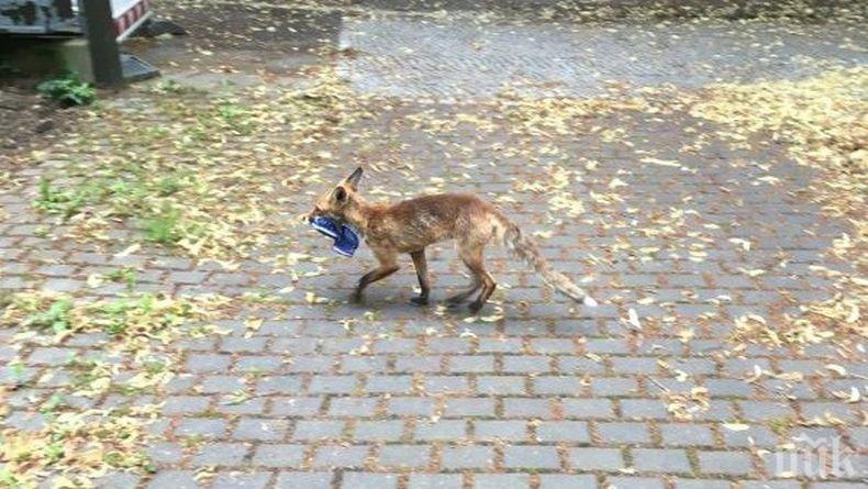 Крадлива лисица подлуди цял квартал в Берлин