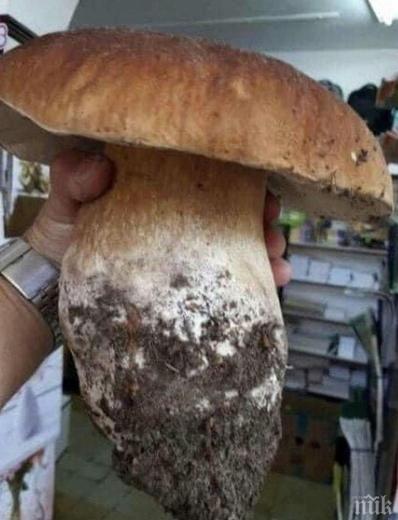 Намериха огромна гъба край Смолян