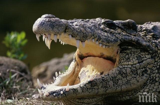 Младеж  влезе да се изкъпе в  река, стана жертва на крокодил