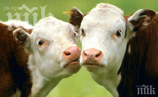 ДФЗ обезщетява стопанина на отровените крави край Димитроврад – ето каква сума ще получи